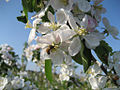 Eine Biene in den Obstblüten