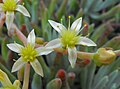 Dudleya edulis