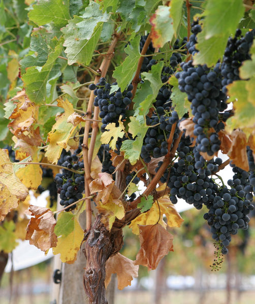 File:Grapes03.jpg