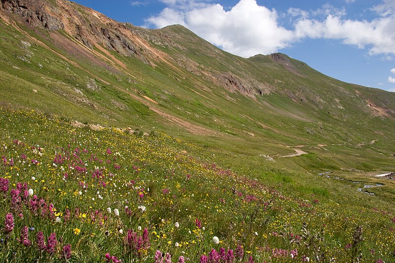 File:Wildflowers in California Gulch (200731386).jpg