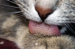 Cat tongues