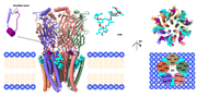 Thumbnail for File:GluCl in complex with ivermectin.png