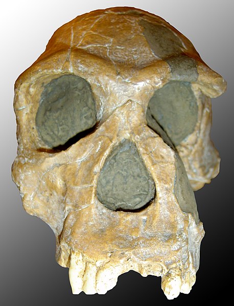 File:Homo habilis.jpg