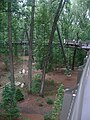 Canopy walkway