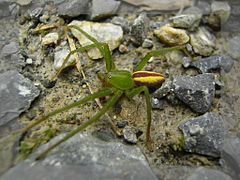 Micrommata virescens, especie presente en toda Europa