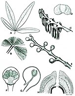 Fig. 2 A) leaf structure B) Venation C) Pollen sacs D) Pollen grain E) Seed structure F) Cupule G) Cupule from side H) Ovule