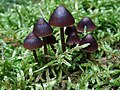 Mycena megaspora