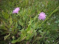 Knautia nevadensis