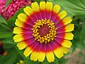 Single zinnia flower