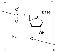 MiRNA structure.png