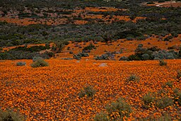 Vårblommor i nationalparken