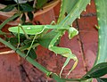 Sphodromantis viridis