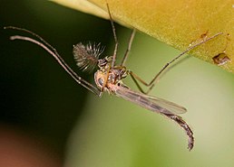 Самець Chironomus plumosus