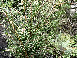 Grubbia rosmarinifolia