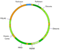 Mitochondrial DNA and diseases