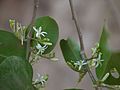 Olax imbricata (Olacaceae)