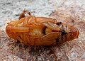 Pupa de Rhynchophorus ferrugineus