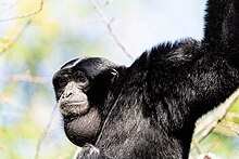 Siamang využívá hrdelní vak k zesilování vydávaných zvuků