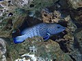 Epinephelus cyanopodus