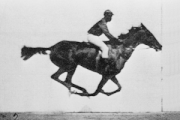 Fra den engelske fotografen Eadweard Muybridges The Horse in Motion.