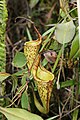 Nepenthes fusca