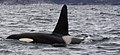 Schwertwale (Orcas) im Tysfjord