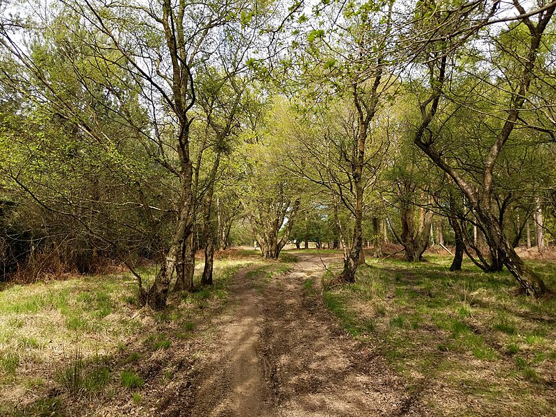 File:Bridleway to Parish Lane - geograph.org.uk - 6131089.jpg