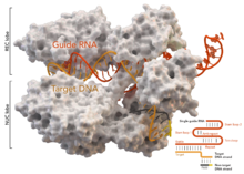 Cas9 Structure