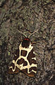 Garden tiger moth (Arctia caja)