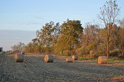 Corn bales along State Route 39