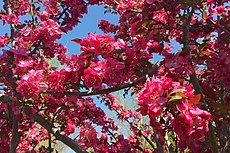 Flowering tree in the arboretum