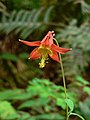 Aquilegia formosa