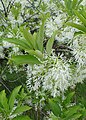 Chionanthus virginicus