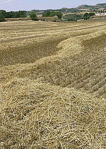 Ribera d'Ondara (Segarra), 15 de juliol de 2004