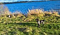 2 of my dogs enjoying themselves at Lough Ennell in 2017