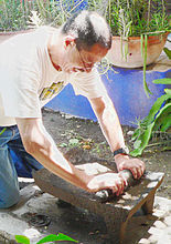 Use of a Mexican metate