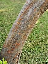 Trunk of Ulmus parvifolia