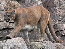 Puma (Puma concolor)