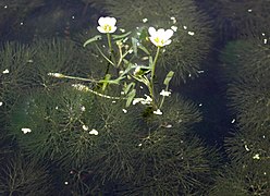 Straplike floating leaves with flowers