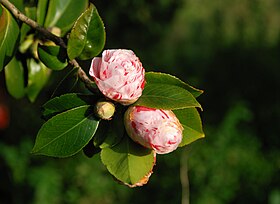 Camelia japonica