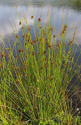 Lysesiv (Juncus effusus) Foto: Christian Fischer