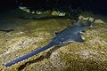 Common sawfish