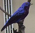 Purple-breasted cotinga