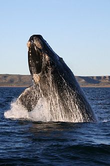 Southern right whale.jpg