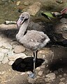 Greater flamingo sub-adult