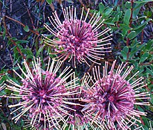 Leucospermum