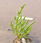 Glasört Salicornia europaea i tidvattenzon.