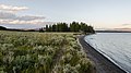 Il lago Yellowstone e un boschetto di conifere