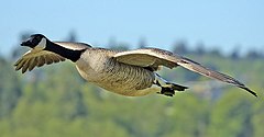 Kanadska guska, Branta canadensis