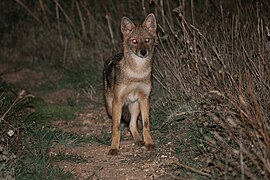 Șacal (Canis aureus moreoticus)